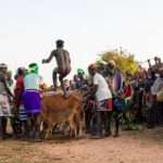 The young Hamer man must leap across the line of cows four times. Only when he has been through this initiation rite can he marry the wife chosen for him by his parents, and start to build up his own herd (image by Ingrid Koedood)