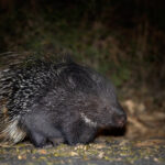An Indian Crested Porcupine at night, Little Rann of Kutch (image by Bernd Rohrschneider)