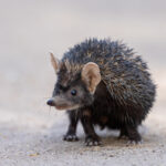 Indian Long-eared Hedgehog in the grounds of the lodge at Little Rann of Kutch (image by Bernd Rohrschneider)