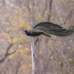 An Indian Peacock shakes its feathers (image by Bernd Rohrschneider)