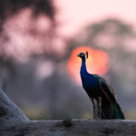 Indian Peacock in front of the sunset at Chambal (image by Bernd Rohrschneider)