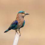 The colourful Indian Roller (image by Bernd Rohrschneider)