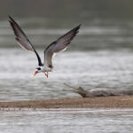 Chambal river scenery: two endangered species, the Indian Skimmer and the Gharial (image by Bernd Rohrschneider)