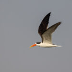 An Indian skimmer flies past, Chambal river (image by Bernd Rohrschneider)