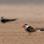 Indian Skimmers standing on a river bank, Chambal river (image by Bernd Rohrschneider)
