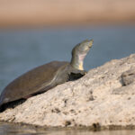 An Indian Softshell Turtle sunbathing on the banks of the Chambal river (image by Bernd Rohrschneider)