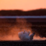 An Indian Wild Ass rolls in the dust of the desert in the sunset light (image by Bernd Rohrschneider)