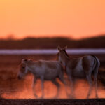Indian wild asses walk in a glowing cloud of dust at sunset, Little Rann of Kutch (image by Bernd Rohrschneider)