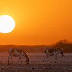 Indian Wild Asses at sunset, Little Rann of Kutch (image by Bernd Rohrschneider)