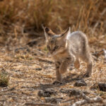 A cute Jungle Cat kitten (image by Bernd Rohrschneider)