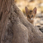 An adorable Jungle Cat kitten peeks out from behind a tree (image by Bernd Rohrschneider)