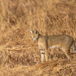 The elegant Jungle Cat is a bit larger than a domestic cat, has longer legs and a shorter tail (image by Bernd Rohrschneider)