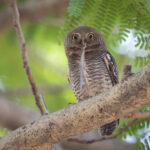 A Jungle Owlet enjoys a juicy skink for lunch at Tadoba (image by Bernd Rohrschneider)