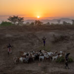 A Karo family herding their goats and sheep at sunrise near the Omo River (image by Ingrid Koedood)