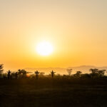 A Karo familiy herding their goats and sheep at sunrise near the Omo River (image by Ingrid Koedood)