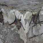 Lesser Mouse-tailed Bats hanging in an abandoned house (image by Bernd Rohrschneider)