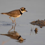 A Little Ringed Plover walks through the shallow water at the Little Rann of Kutch (image by Bernd Rohrschneider)