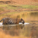 A male Tiger 