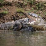 Smile of a Mugger Crocodile (image by Bernd Rohrschneider)
