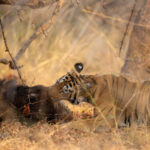 Tigress Nayantara feeding on a Wild Boar prey (image by Bernd Rohrschneider)