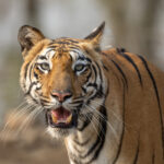The beautiful tigress Nayantara in portrait distance (image by Bernd Rohrschneider)