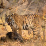 Tigress Nayantara feeding on a Wild Boar prey (image by Bernd Rohrschneider)