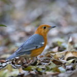 Orange-headed Thrush in the grounds of Chambal Safari Lodge (image by Bernd Rohrschneider)