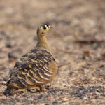 Close view of a male Painted Sandgrouse at Tadoba (image by Bernd Rohrschneider)