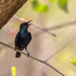 A male Purple Sunbird at Velavadar (image by Bernd Rohrschneider)