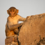 Rhesus Macaque enjoys the last evening light at the Bateshwar temple complex (image by Bernd Rohrschneider)