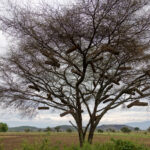 On our tour we saw a lot of trees adorned with unique beehives, a fascinating sight in the heart of nature (image by Ingrid Koedood)