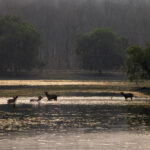 Sambar deer feed on aquatic plants in Tadoba Lake in the evening (image by Bernd Rohrschneider)