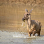 Sambar deer love to eat aquatic plants (image by Bernd Rohrschneider)