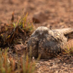 A well-camouflaged Savanna Nightjar sits by the roadside (image by Bernd Rohrschneider)