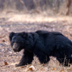 A close encounter with a Sloth Bear at Tadoba (image by Bernd Rohrschneider)