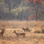 If a Tiger is on the move, the spotted deer give alarm calls (image by Bernd Rohrschneider)