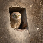 Spotted Owlets can be remarkably urban. We spotted this one living in the tiny village of Holipura Spotted Owlet in the village Holipura (image by Bernd Rohrschneider)