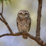 Spotted Owlet stare (image by Bernd Rohrschneider)