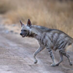 A Striped Hyena crosses the road in Velavadar (image by Bernd Rohrschneider)