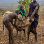 Two of the Suri boys hold the cow while another catches the blood from its artery. This blood is a vital nutritional source for the Suri people (image by Ingrid Koedood)