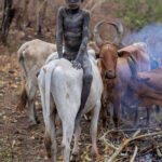 A Suri boy sits backward on a cow, a unique posture that highlights his connection to the animals (image by Ingrid Koedood)