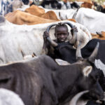 For fun, a young Suri boy places his head between the horns of a cow (image by Ingrid Koedood)