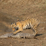 Ohhh! Can I eat this? (image by Bernd Rohrschneider)