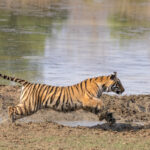 A tiger runs to try and attack a Sambar deer (image by Bernd Rohrschneider)