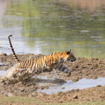 Leaping into sudden attack mode (image by Bernd Rohrschneider)