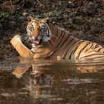 Tigers love to cool down with a swim on a hot day (image by Bernd Rohrschneider)