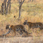 A special encounter with two 5 month old tiger cubs in Tadoba (image by Bernd Rohrschneider)