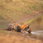 A male Tiger affectionately named Mowgli takes a drink at a waterhole in Tadoba-Andhari Tiger Reserve (image by Bernd Rohrschneider)