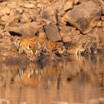 Collerwali with her three cubs head to a waterhole in Tadoba for a drink (image by Bernd Rohrschneider)