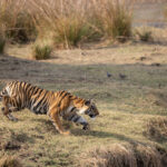 A Tiger stalks its prey inTadoba-Andhari Tiger Reserve (image by Bernd Rohrschneider)